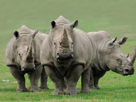 First-rhino-death-of-20141_2.jpg