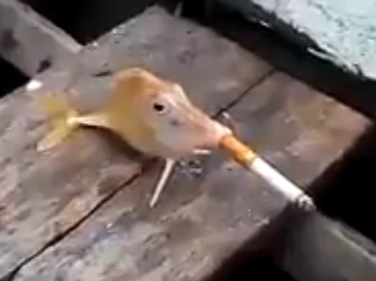 Fish-smokes-a-cigarette.jpg