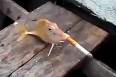 VIDEO: Fish forced to smoke cigarette