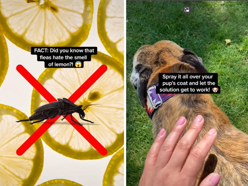 Fleas and lemons