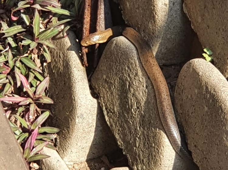 Forest Cobra at Zinkwazi