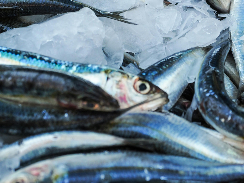 Fresh fish lying in a bucket of ice