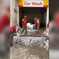 GOAT WASH