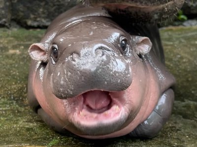 VIDEO: Baby hippo Moo Deng is taking over social media!