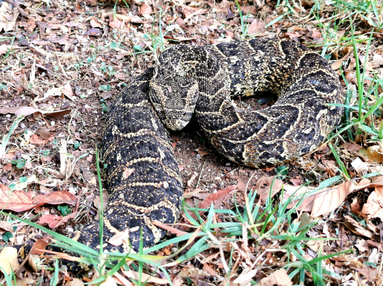 Garden Puff Adder