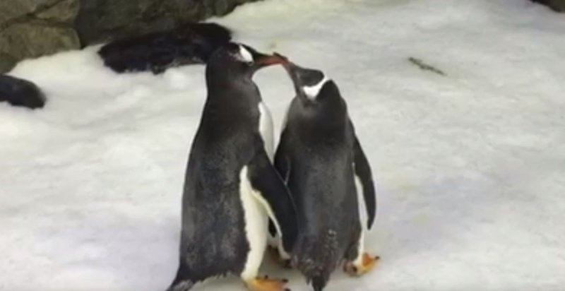 Gay penguins in Australia