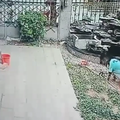 German Shepherd and young boy in the garden