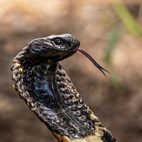 Rinkhals Snake with Tongue Out in Defensive Posture Snake Pharm South Africa stock photo