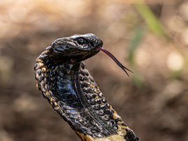 Rinkhals Snake with Tongue Out in Defensive Posture Snake Pharm South Africa stock photo