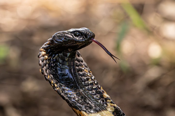 Rinkhals Snake with Tongue Out in Defensive Posture Snake Pharm South Africa stock photo