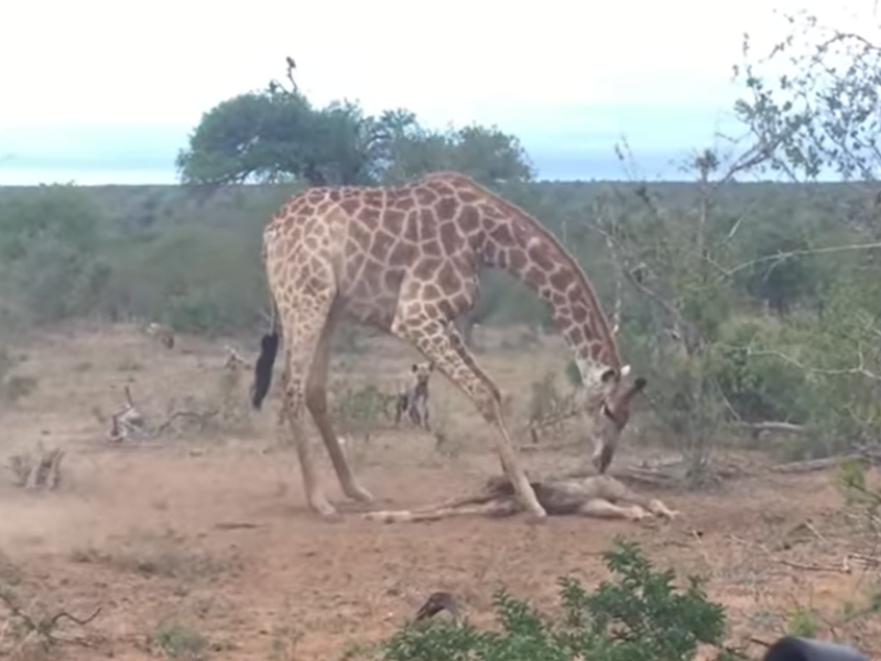 Giraffe mother protects her dead calf from hyenas