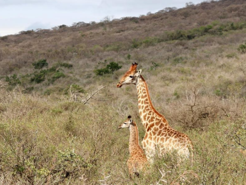 Giraffes spotted at the Bisley Nature Reserve in Pietermaritzburg