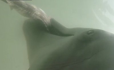 WATCH: Breathtakingly eerie GoPro footage of dolphins hunting will blow