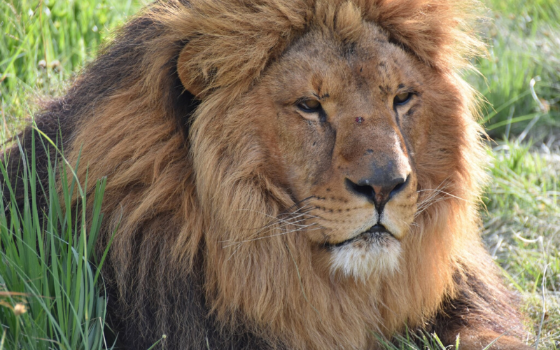 Ukraine lion rescue