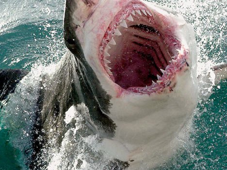 Great-White-Shark-1.jpg