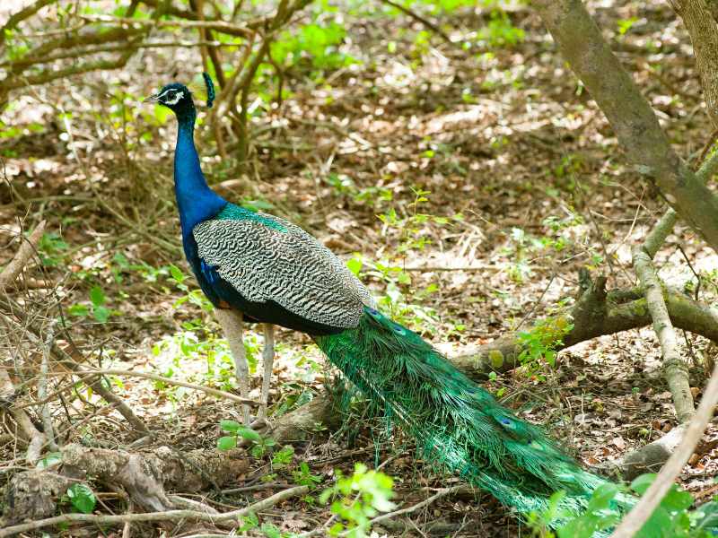 Green and blue peacock in the forest