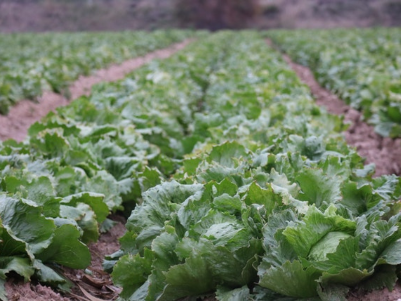 Green lettuce on brown soil