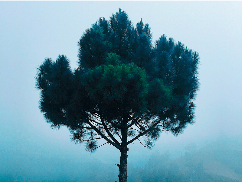 Green pine tree at daytime