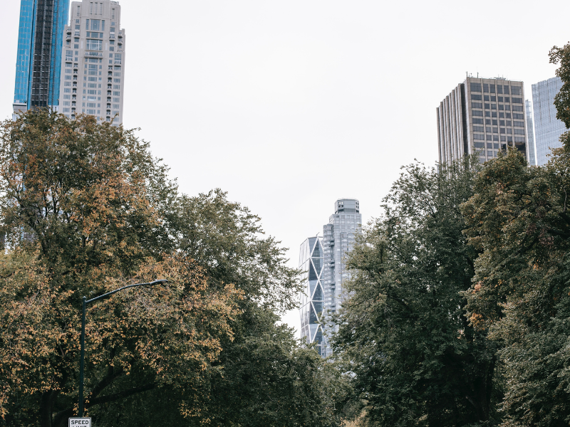 Greet trees growing in park of modern city