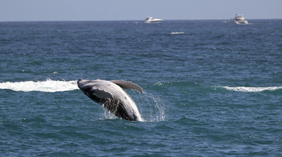 Middle East conflicts a danger for whales off South Africa: study