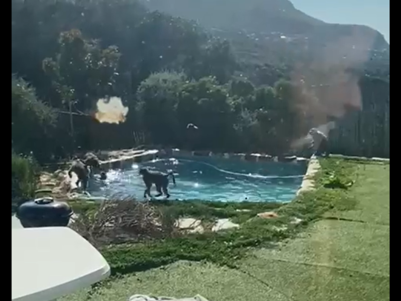 Group of baboons playing in a pool