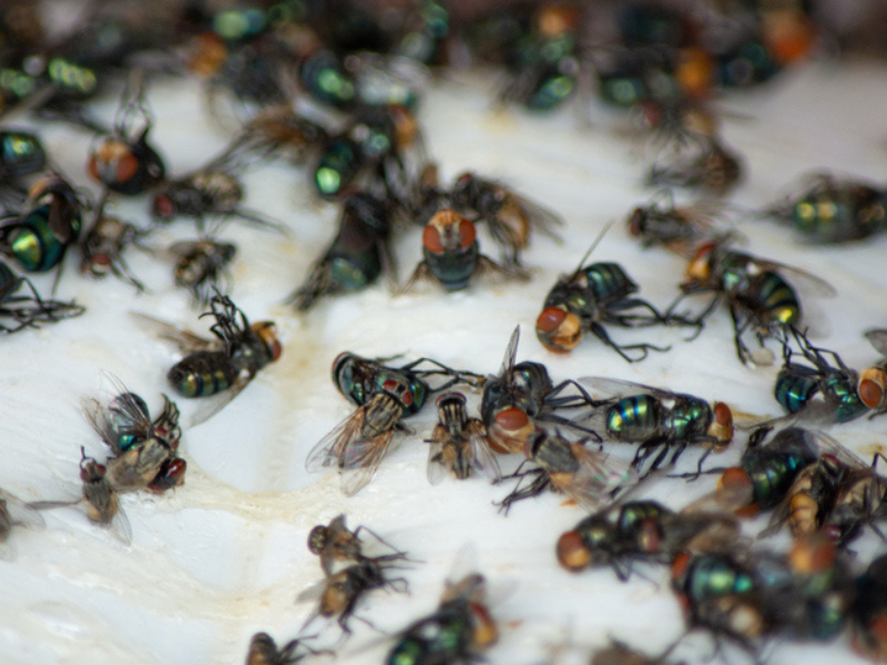 Group of flies dead on a sticky fly trap