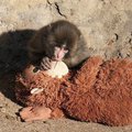 Fans flock to Japan zoo to see viral baby monkey Punch