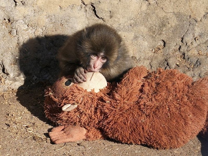 Fans flock to Japan zoo to see viral baby monkey Punch