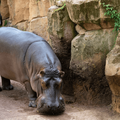 Train of hippos makes its way through St Lucia