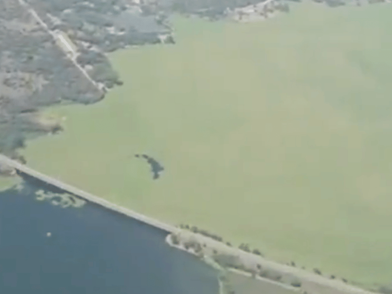 HYACINTH AT HARTBEESPOORT DAM