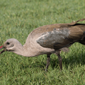 A Hadeda feeding on worms
