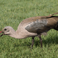 A Hadeda feeding on worms