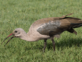 A Hadeda feeding on worms