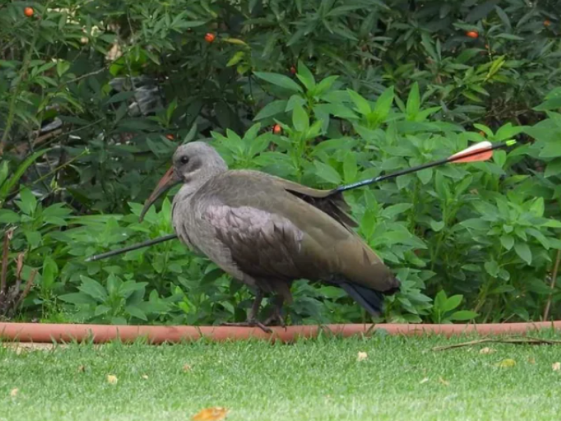 Hadida bird with arrow through it