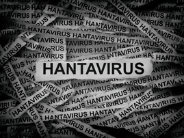 Hantavirus header