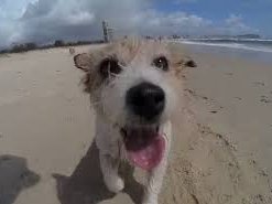 Happy Dog.jpg