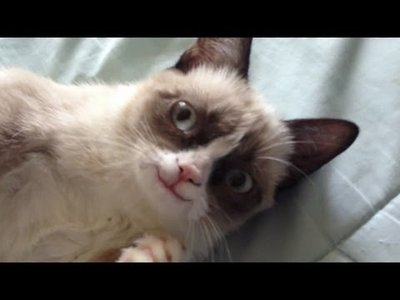 Even Grumpy Cat is Happy That It's Friday