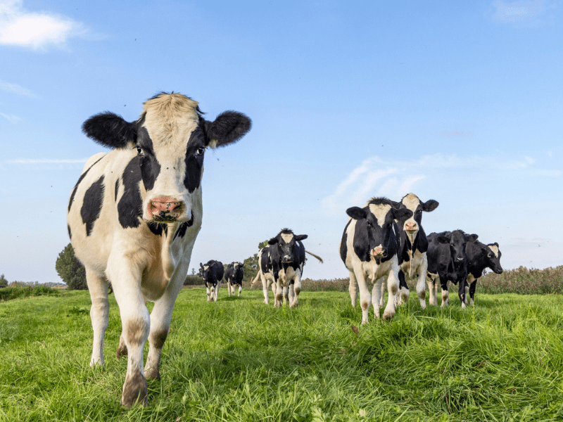 Herd of cows walking in a pasture field