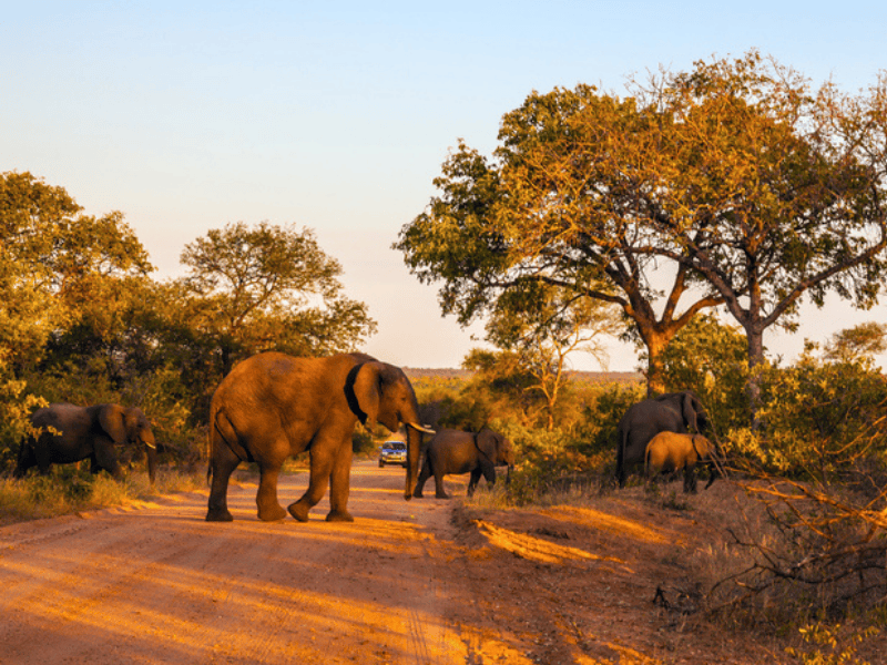 Herd of elephants walking in a park