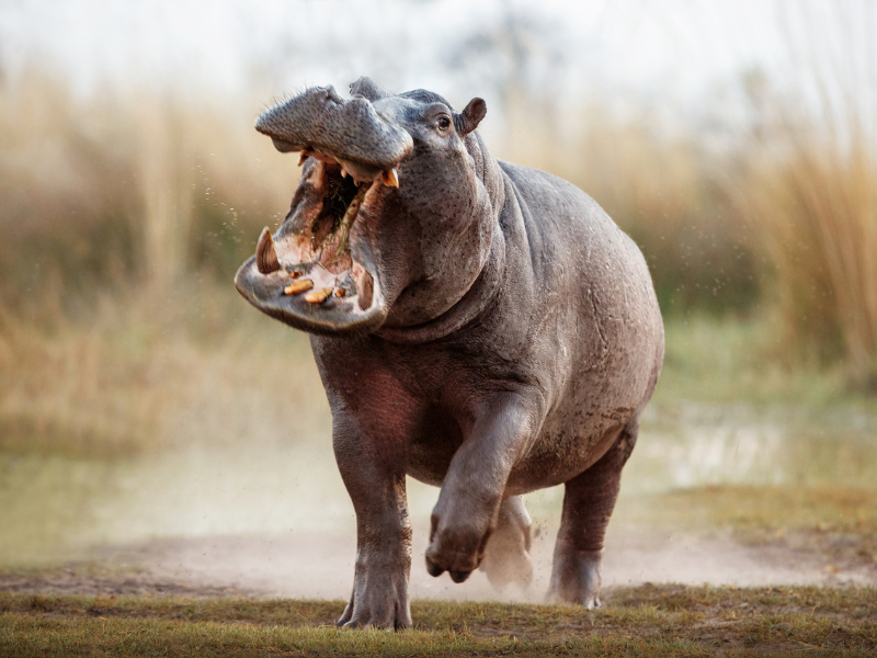 Hippopotamus