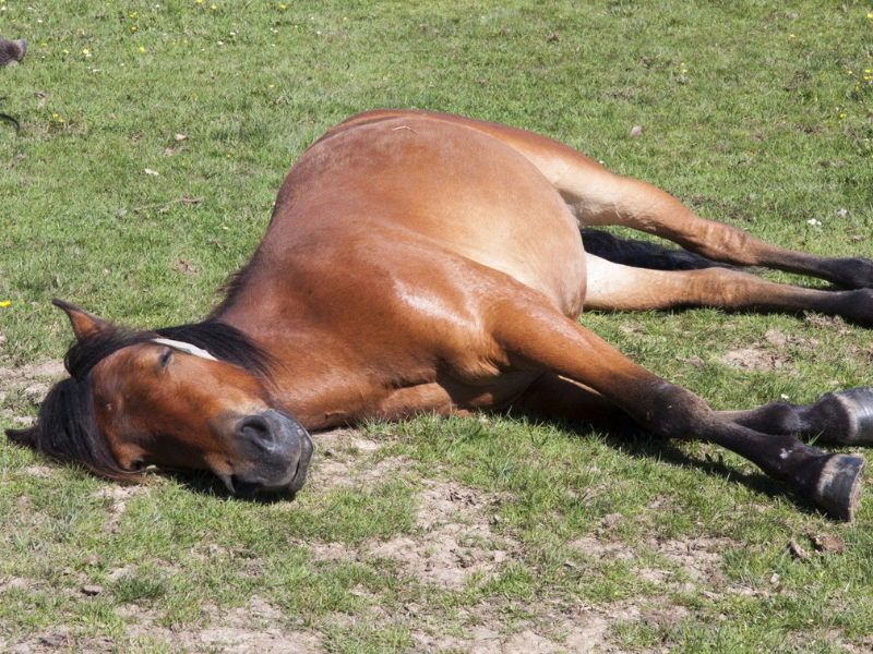 Horse lying down as if asleep