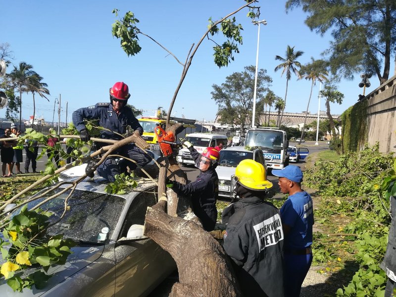 Trees-cars-Durban