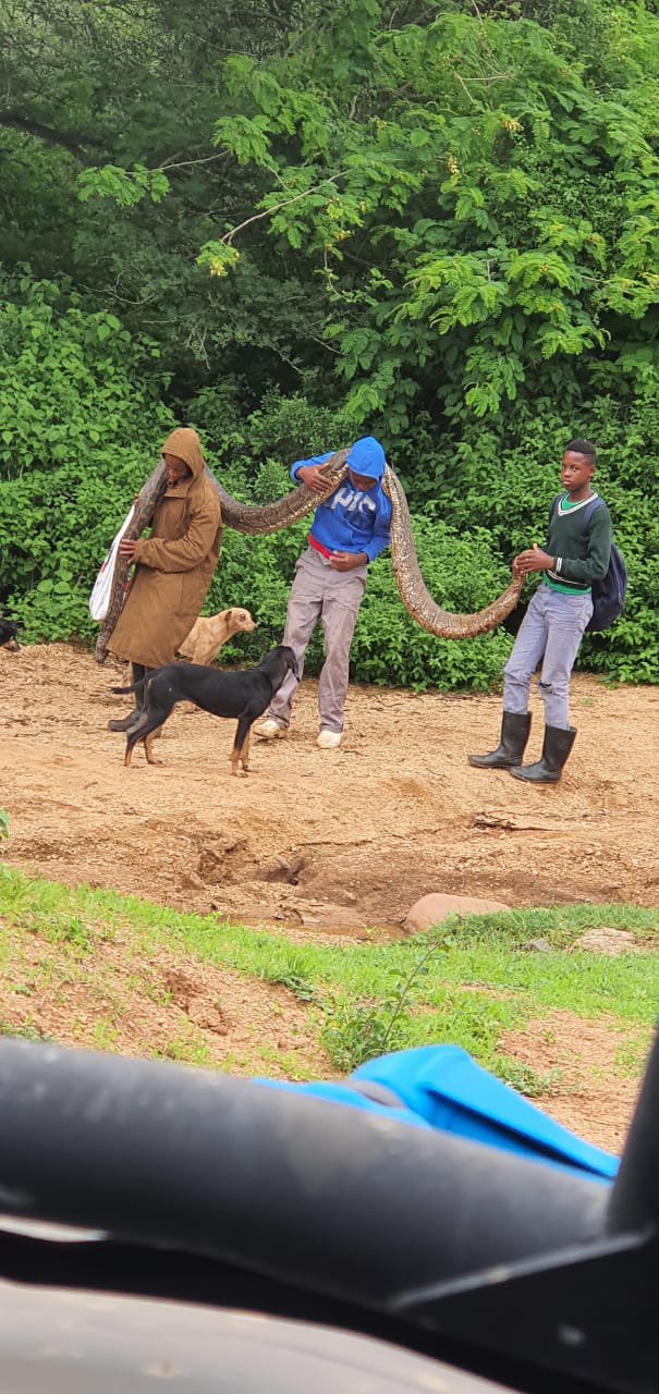 Pregnant python killed in Inanda