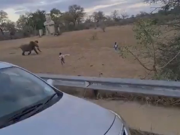 Elephants chasing