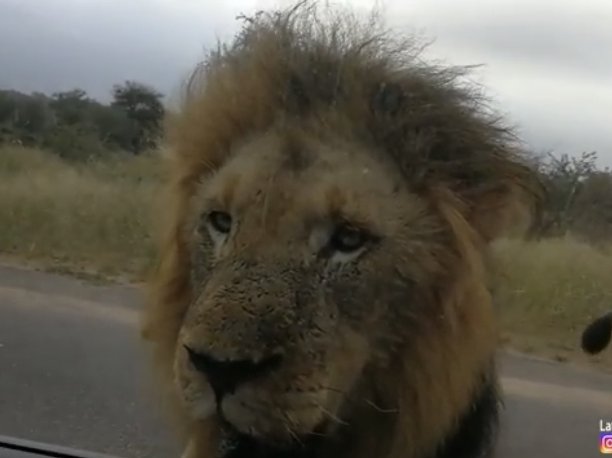 Latest Sightings lion