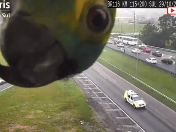 Parrot peekaboo