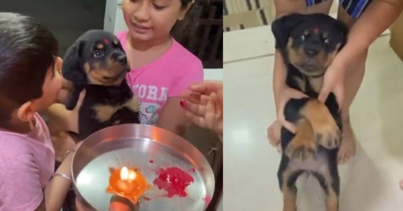 Rottweiler welcome