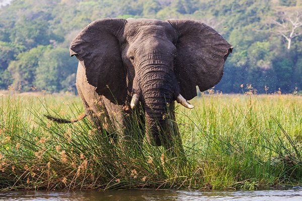 Jozini lodge game view