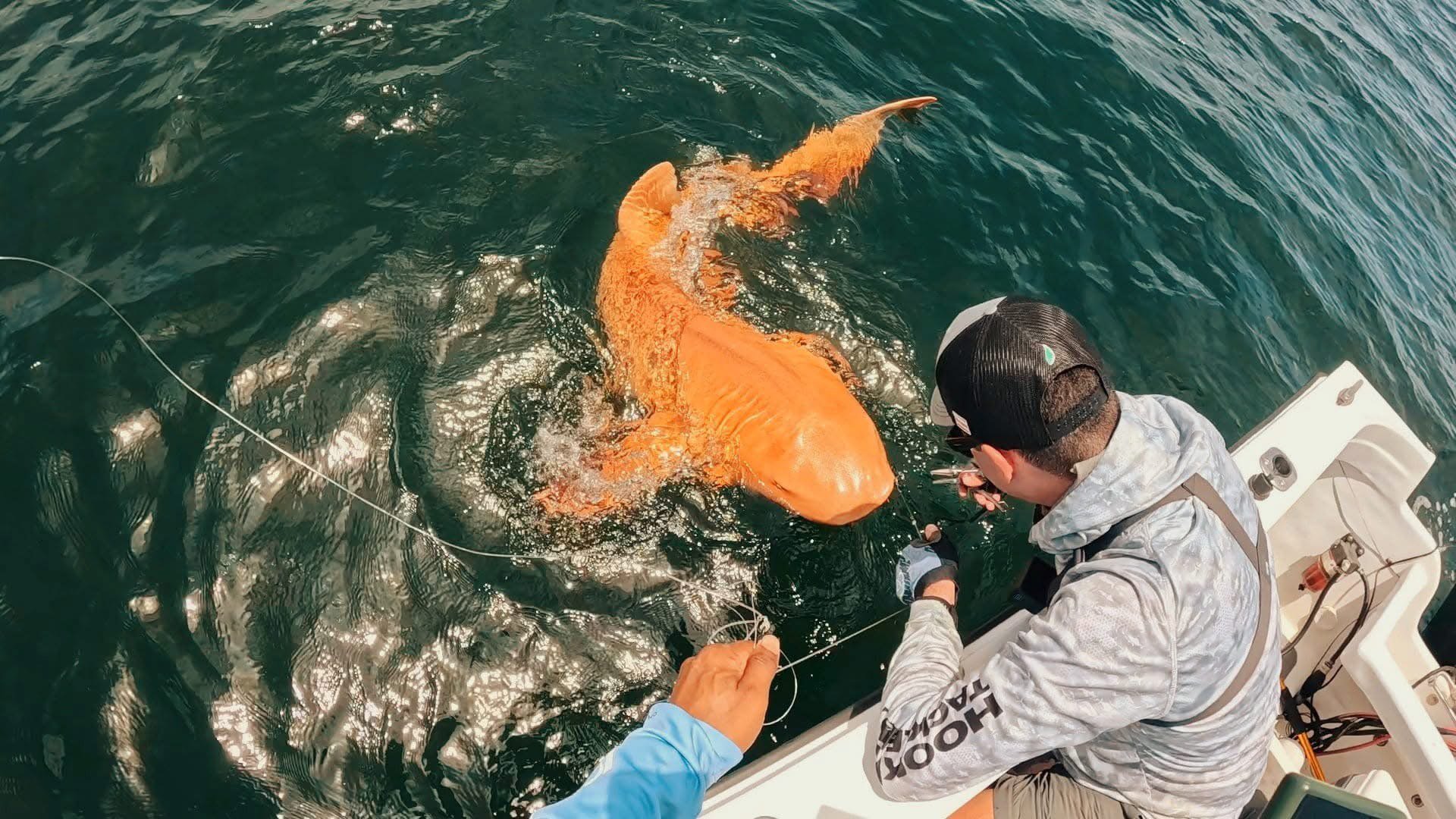 Orange shark 2