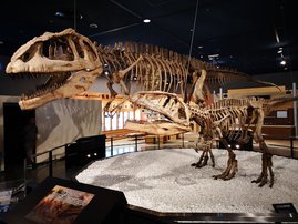 Dinosaur skeletons